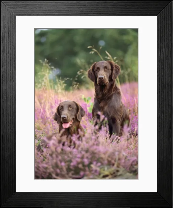 Framed Print : Liver Flat-coated Retriever Dogs