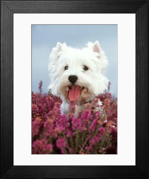 Framed Print : West Highland Terrier Dog In heather Framed Print : West Highland Terrier Dog In heather