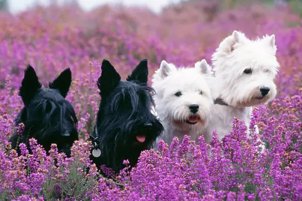 West Highland White & Scottish Terriers - x4 in heather