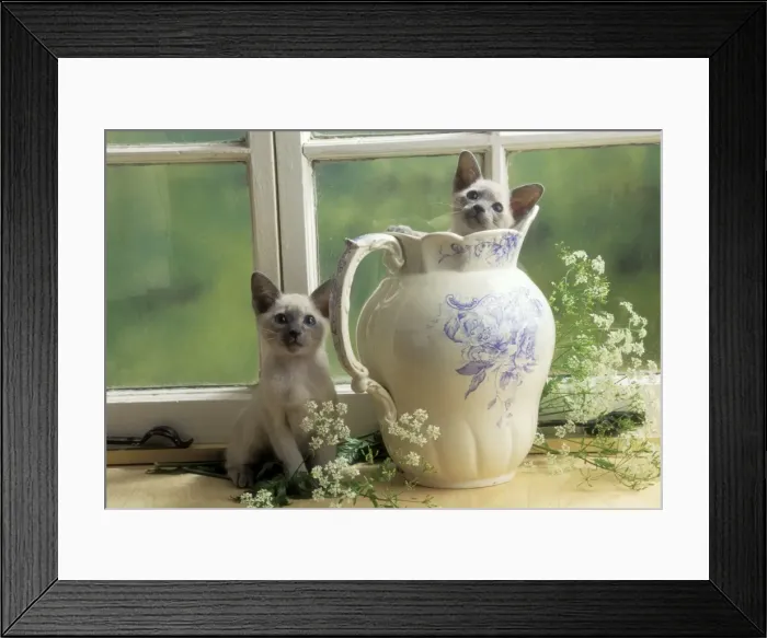 Framed Print : Siamese Cat Kittens in jug Framed Print : Siamese Cat Kittens in jug