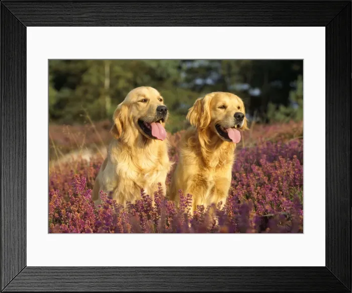 Framed Print : Golden Retriever Dog - x2 in heather Framed Print : Golden Retriever Dog - x2 in heather