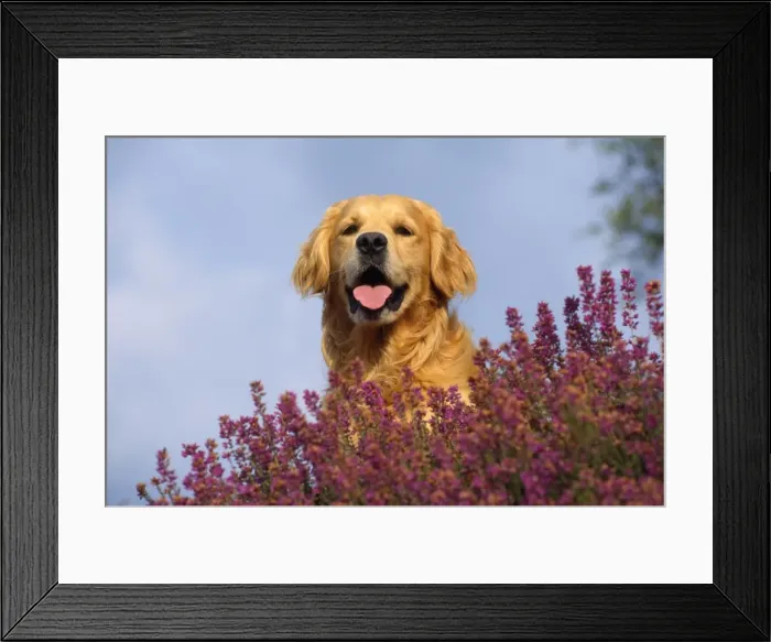 Framed Print : Golden Retriever Dog Framed Print : Golden Retriever Dog