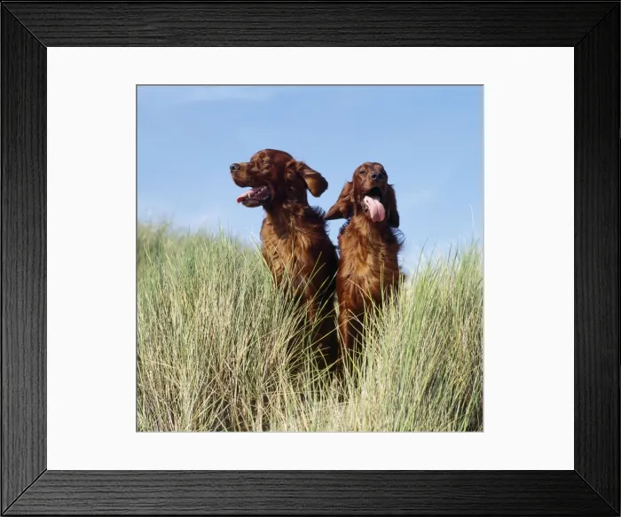 Framed Print : Irish Setter Dog - x2 Framed Print : Irish Setter Dog - x2