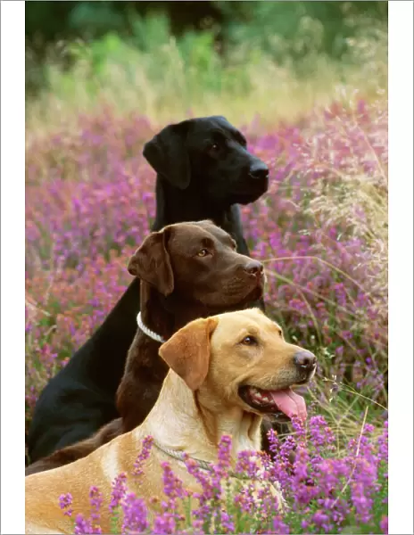 Labrador Dogs - Yellow chocolate & Black