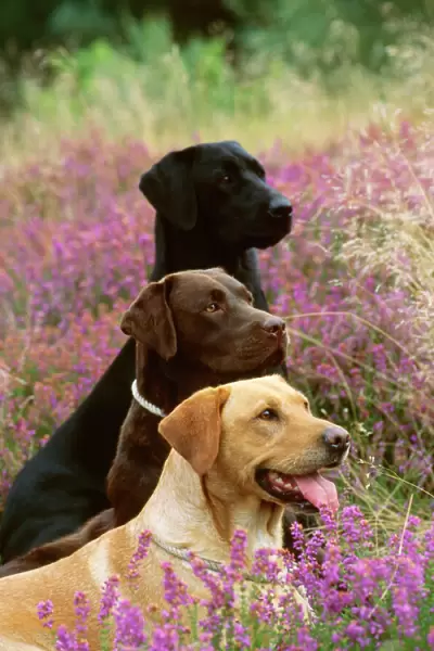 Labrador Dogs - Yellow chocolate & Black
