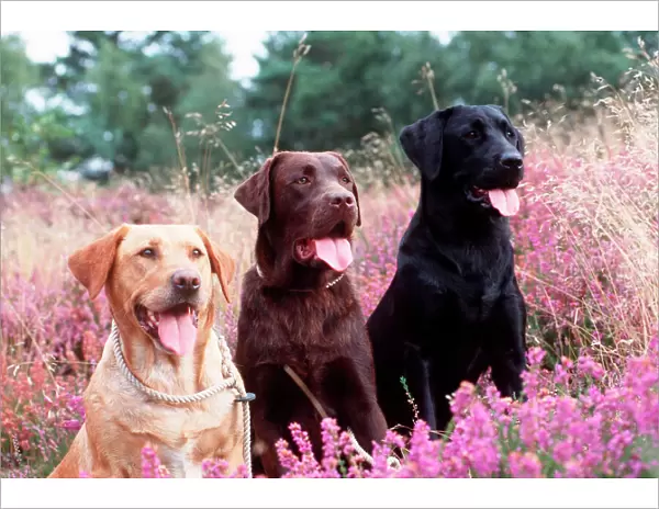 Labrador Dogs Yellow, chocolate and black Labradors in heather