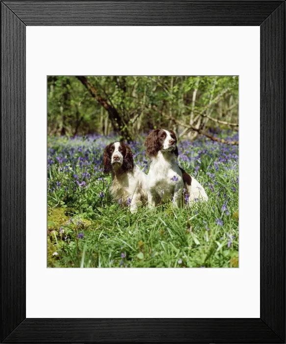 Framed Print : English Springer Spaniel Dog - in bluebells Framed Print : English Springer Spaniel Dog - in bluebells