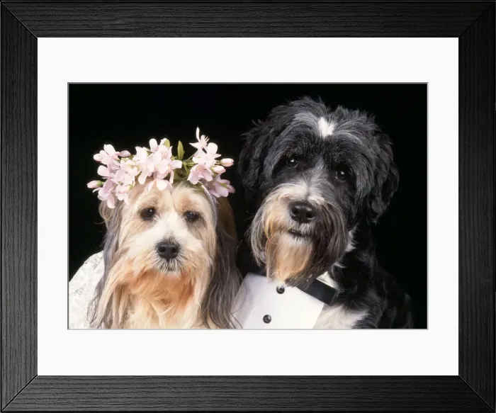 Framed Print : Dog - wedding Framed Print : Dog - wedding