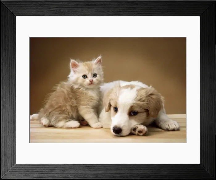 Framed Print : Dog - lying together with kitten Framed Print : Dog - lying together with kitten