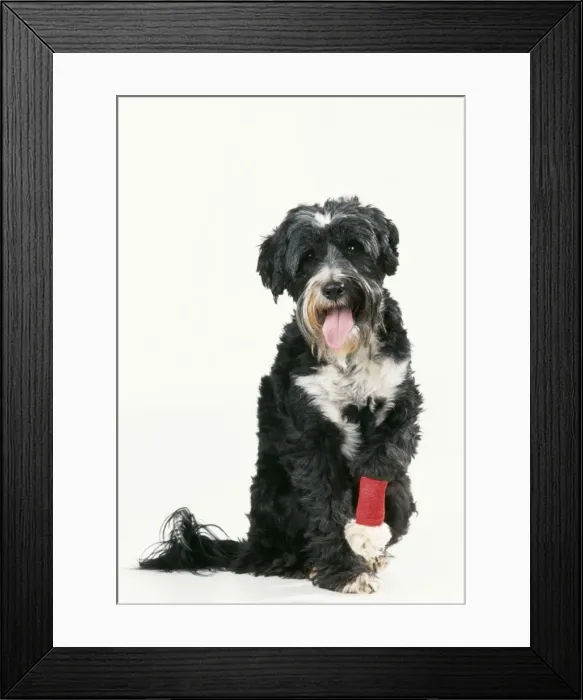 Framed Print : Dog With bandaged leg