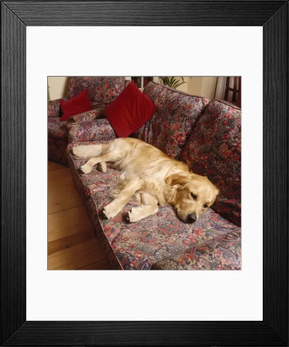 Framed Print : Golden Retriever Dog - lying on sofa Framed Print : Golden Retriever Dog - lying on sofa