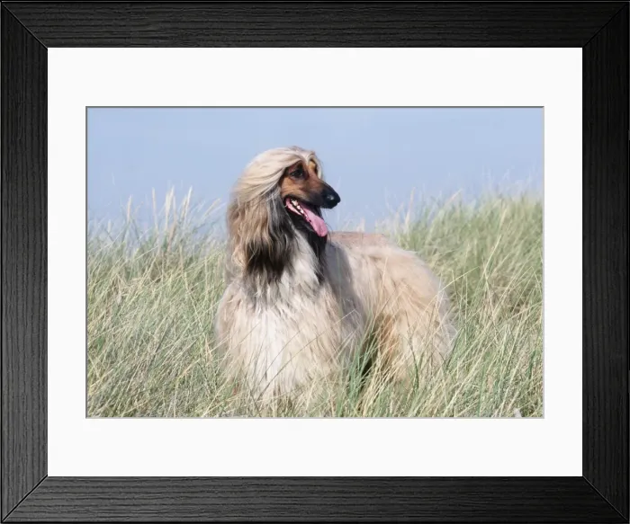 Framed Print : Afghan Hound Framed Print : Afghan Hound