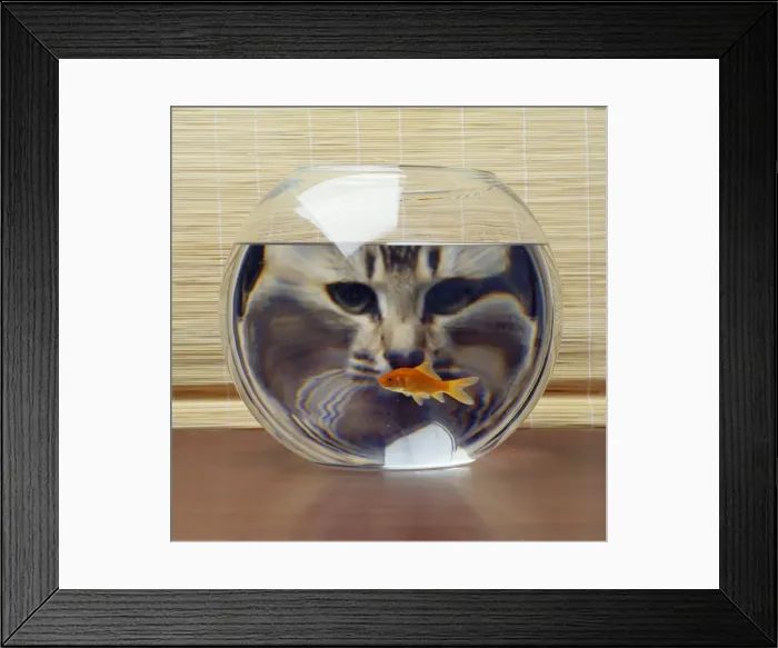 Framed Print : Cat - looking at Goldfish in bowl