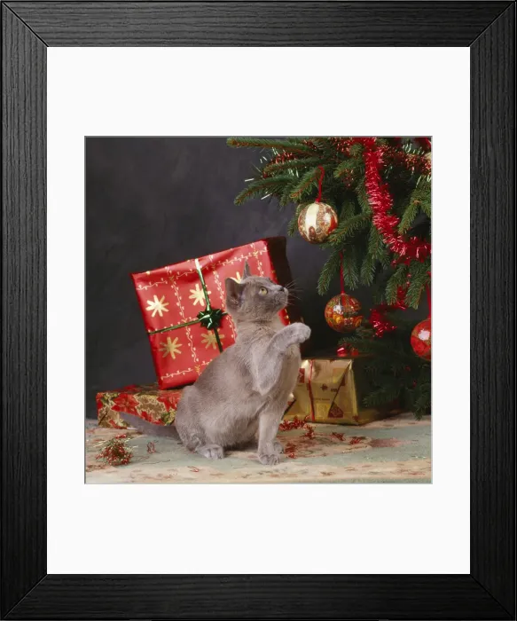Framed Print : Cat - Kitten playing with Christmas Tree decorations Framed Print : Cat - Kitten playing with Christmas Tree decorations