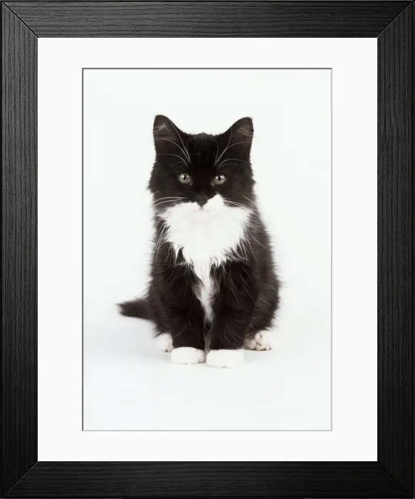 Framed Print : Cat JD 12276E Black & White Kitten © John Daniels / ardea. com Framed Print : Cat JD 12276E Black & White Kitten © John Daniels / ardea. com