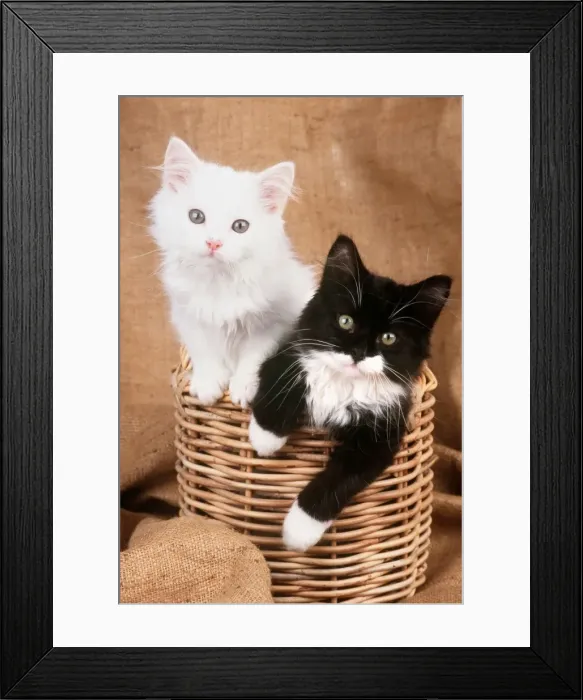 Framed Print : JD-12289E CAT - Black & White Kittens In wicker basket John Daniels PLEASE READ OUR LICENCE TERMS. ALL DIGITAL IMAGES MUST BE DESTROYED UNLESS OTHERWISE AGREED IN WRITING Framed Print : JD-12289E CAT - Black & White Kittens In wicker basket John Daniels PLEASE READ OUR LICENCE TERMS. ALL DIGITAL IMAGES MUST BE DESTROYED UNLESS OTHERWISE AGREED IN WRITING