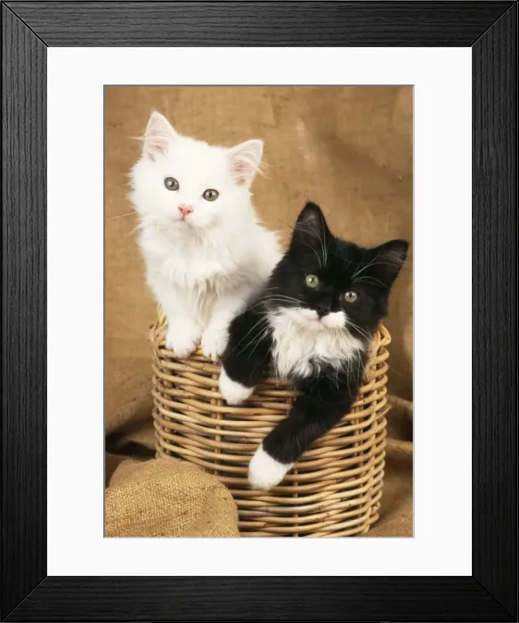 Framed Print : Cat - Black & White Kittens in a basket Framed Print : Cat - Black & White Kittens in a basket