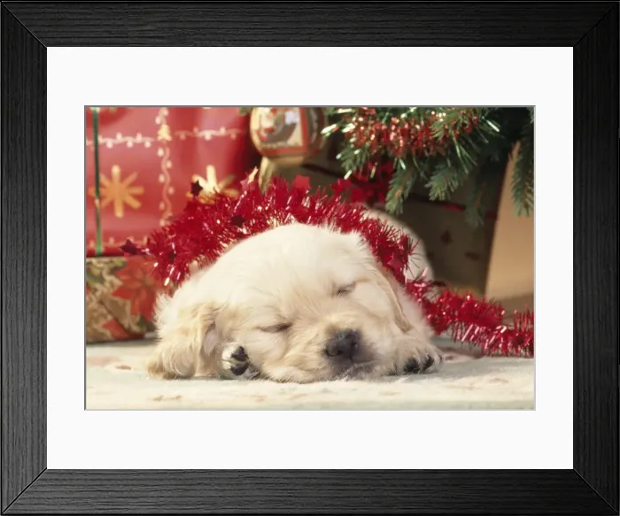 Framed Print : Golden Retriever Dog - puppy asleep under Christmas tree Framed Print : Golden Retriever Dog - puppy asleep under Christmas tree