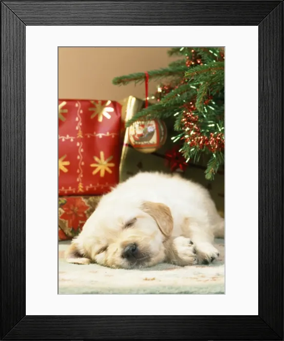 Framed Print : Golden Retriever Dog - puppy asleep under christmas tree Framed Print : Golden Retriever Dog - puppy asleep under christmas tree