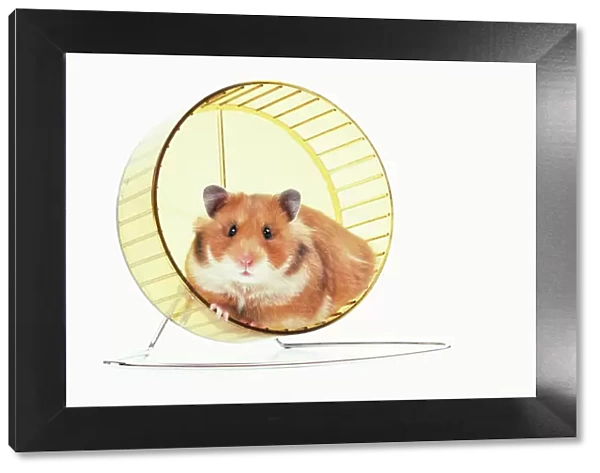 Hamster - on wheel