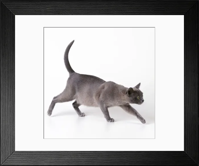 Framed Print : Cat - pregnant Framed Print : Cat - pregnant