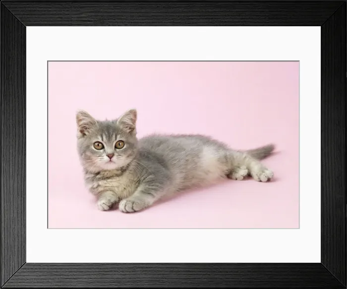 Framed Print : Cat - kitten 12 weeks old Framed Print : Cat - kitten 12 weeks old