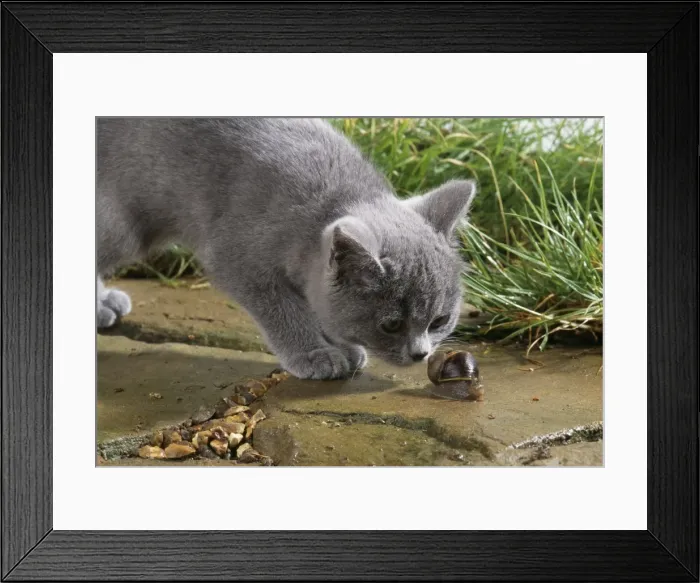 Framed Print : Cat Sniffing snail Framed Print : Cat Sniffing snail