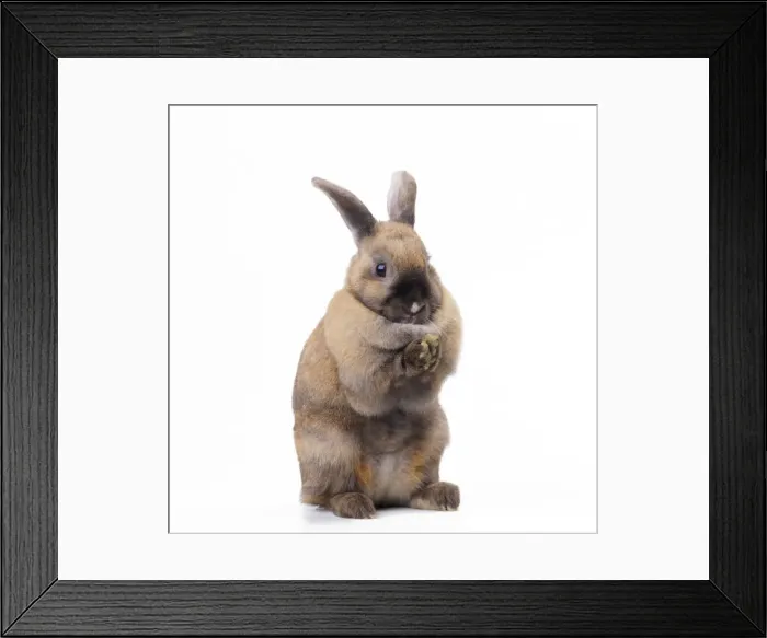 Framed Print : Rabbit - sitting up on hind legs Framed Print : Rabbit - sitting up on hind legs