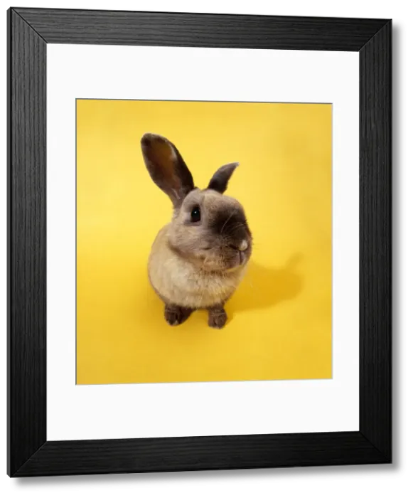 Framed Print : Rabbit - Fish eye lens Framed Print : Rabbit - Fish eye lens
