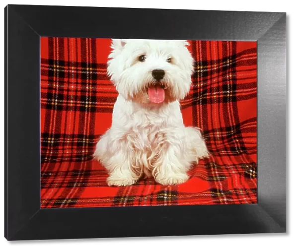 JD-12432e West Highland Terrier DOG - sitting on tartan rug ‘Westie  /  Westies John Daniels PLEASE READ OUR LICENCE TERMS