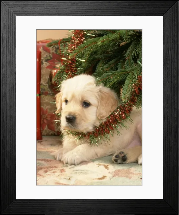 Framed Print : Golden Retiever Dog - puppy under Christmas tree Framed Print : Golden Retiever Dog - puppy under Christmas tree
