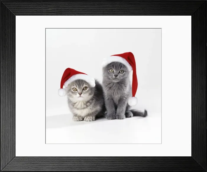 Framed Print : Cat - x 2 kittens 11 weeks old wearing Christmas hats Framed Print : Cat - x 2 kittens 11 weeks old wearing Christmas hats