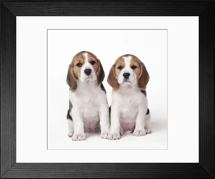Framed Print : Beagle Dog - x2 puppies Framed Print : Beagle Dog - x2 puppies