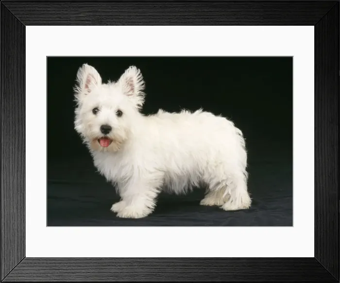 Framed Print : West Highland White Terrier Dog - Puppy Framed Print : West Highland White Terrier Dog - Puppy