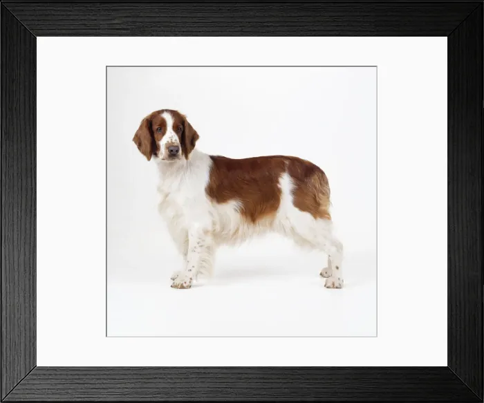 Framed Print : Welsh Springer Spaniel Dog Framed Print : Welsh Springer Spaniel Dog
