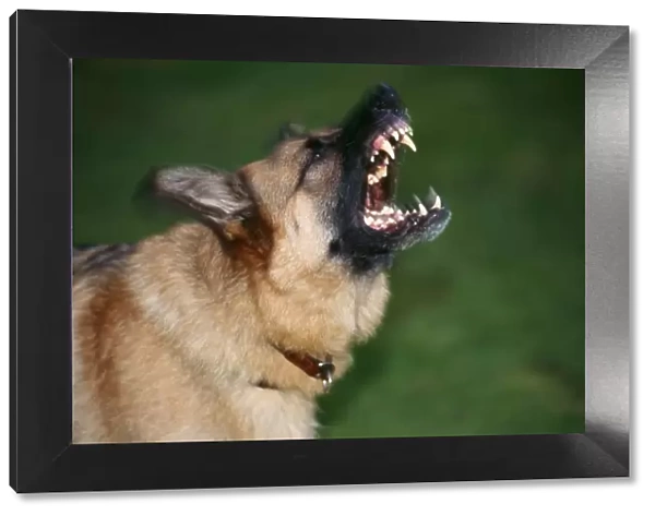 German Shepherd Dog - Aggressive, snarling showing teeth