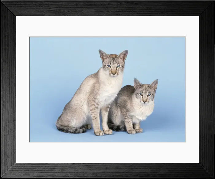Framed Print : Tabby Point Siamese Cat Framed Print : Tabby Point Siamese Cat