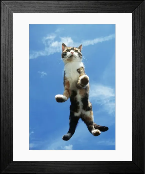 Framed Print : Cat On Glass Framed Print : Cat On Glass
