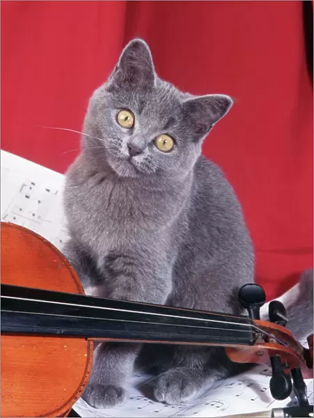 Kitten with violin