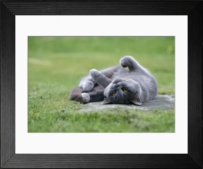 Framed Print : Cat - lying on its back Framed Print : Cat - lying on its back