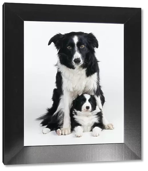 Border Collie Dog & puppy