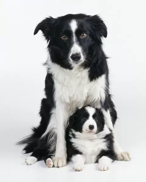 Border Collie Dog & puppy
