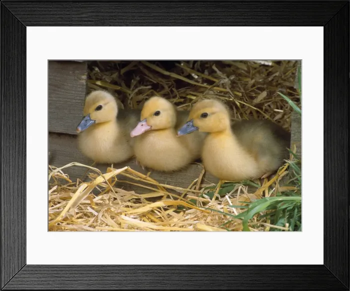 Framed Print : Muscovy Duck - ducklings x3 in row Framed Print : Muscovy Duck - ducklings x3 in row