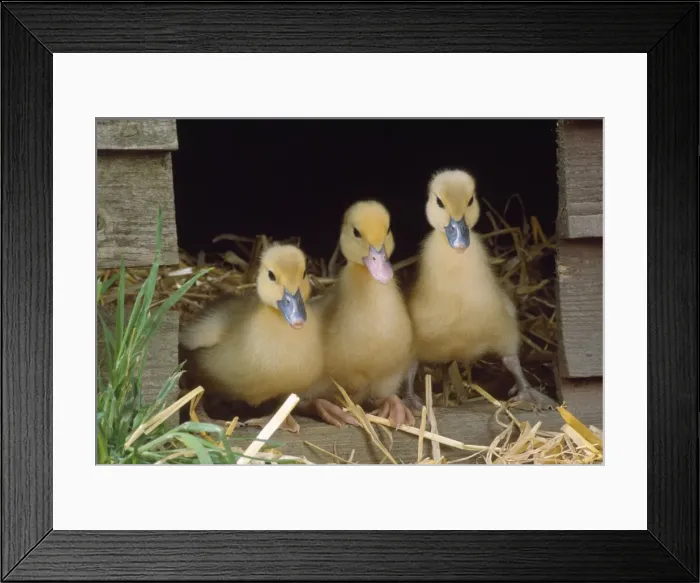 Framed Print : Muscovy Duck - ducklings x3 in row Framed Print : Muscovy Duck - ducklings x3 in row