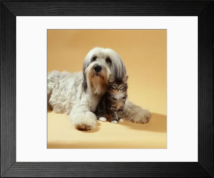 Framed Print : Dog & Cat Kitten sitting between dog's legs Framed Print : Dog & Cat Kitten sitting between dog's legs
