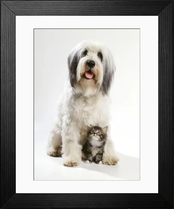 Framed Print : Polish Lowland Sheepdog - with kitten Framed Print : Polish Lowland Sheepdog - with kitten