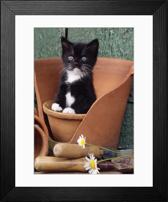 Framed Print : Cat - kitten in flowerpot