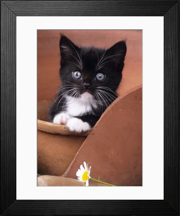 Framed Print : Cat - kitten in flowerpot Framed Print : Cat - kitten in flowerpot