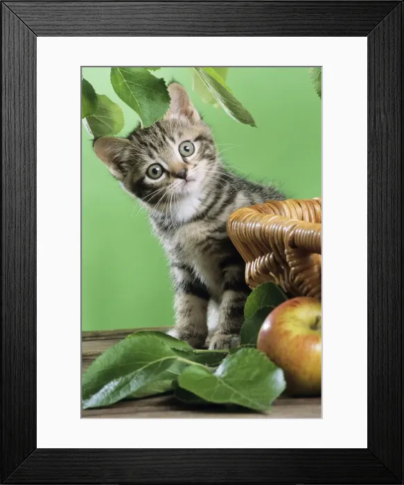 Framed Print : Cat - kitten sitting by basket and apple Framed Print : Cat - kitten sitting by basket and apple