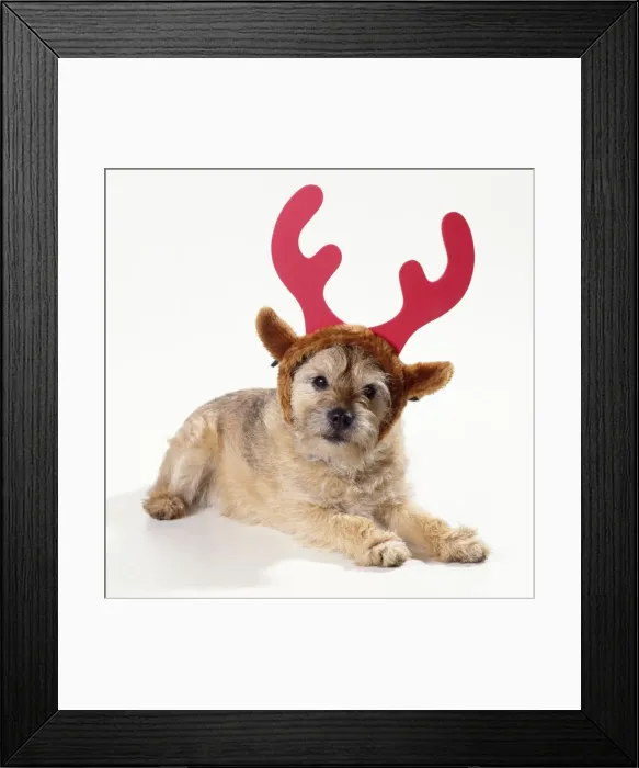Framed Print : Dog - wearing Christmas antlers Framed Print : Dog - wearing Christmas antlers